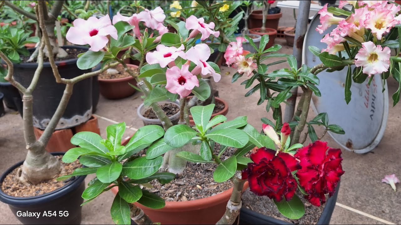 VENHA VER FLORES LINDAS DE ROSA DO DESERTO. MUITO TOP❤️❤️❤️❤️