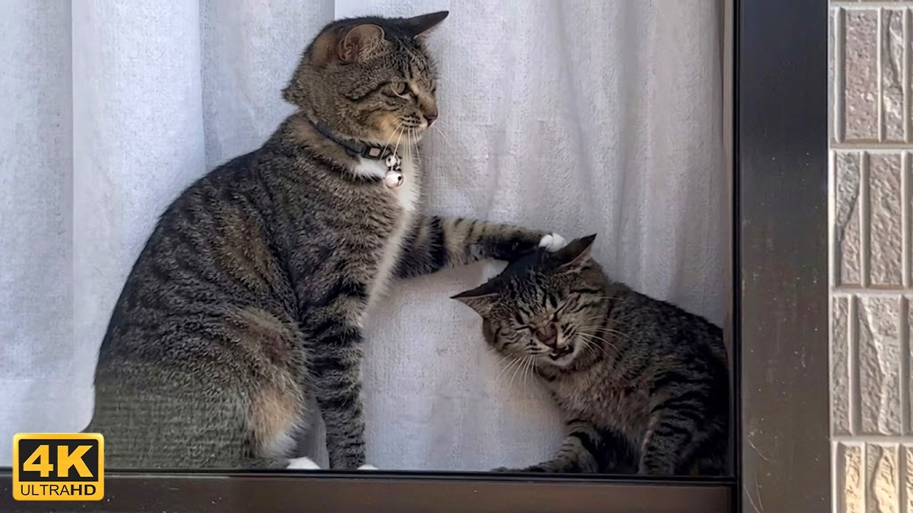 Cats Being Bullies for No Reason 🤣 TOP Funny Cats Video 2026
