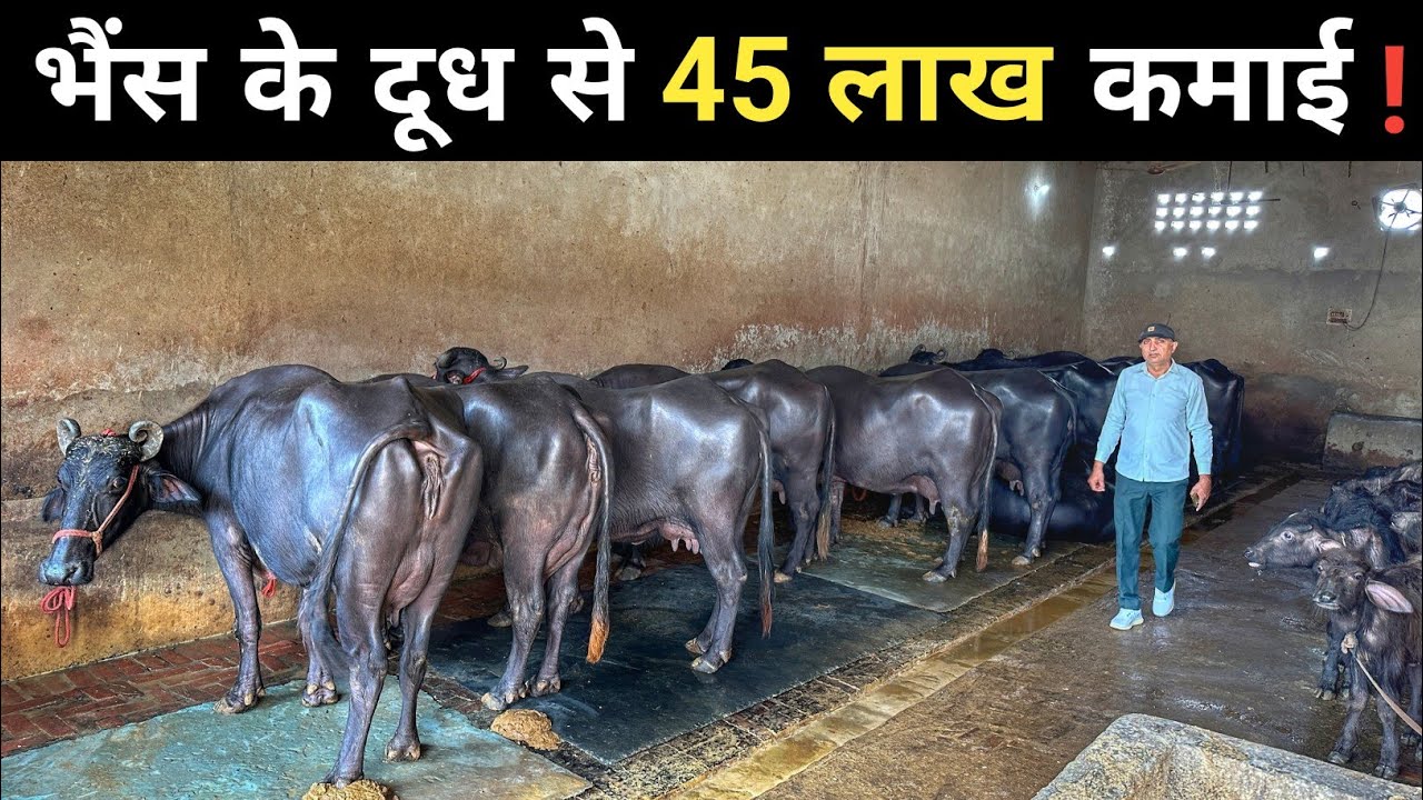 मुर्रा भैंस से कर रहे हैं तगड़ी कमाई | Buffalo Milk Farm | Buffalo Milk Business | Buffalo Farming