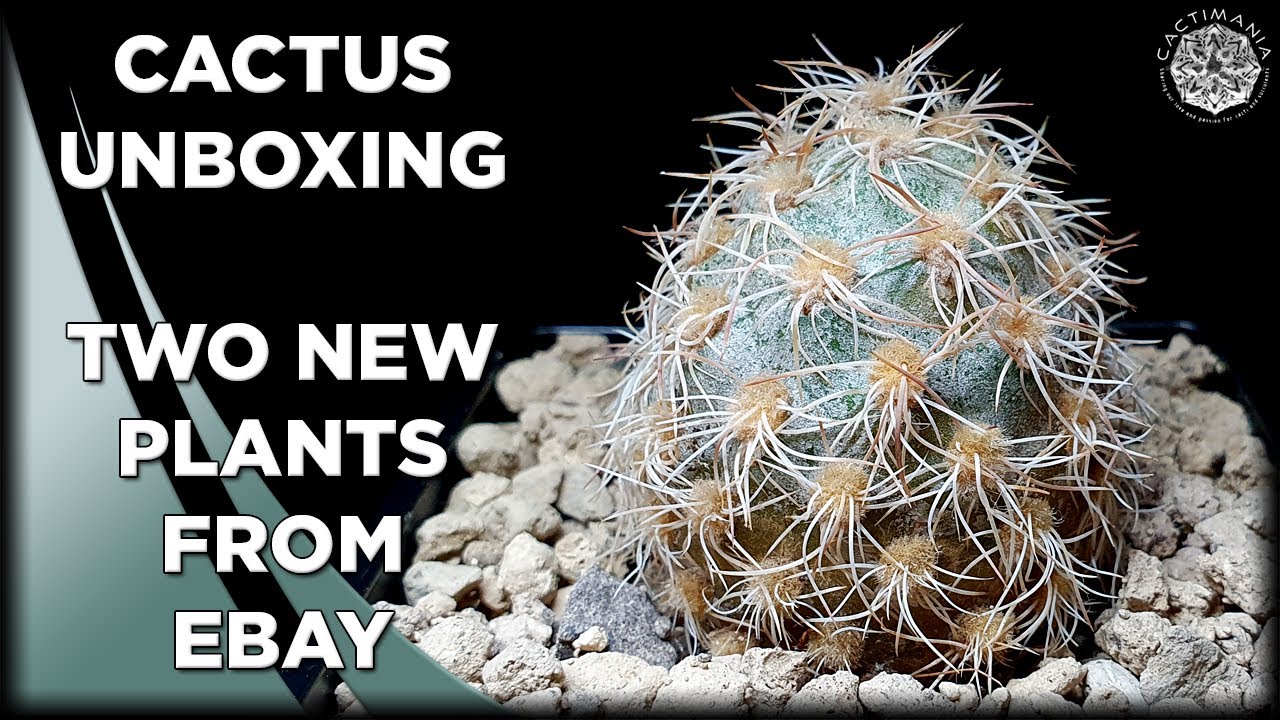 Unboxing Two Plants from Ebay | #Cactus & #Succulent Collection