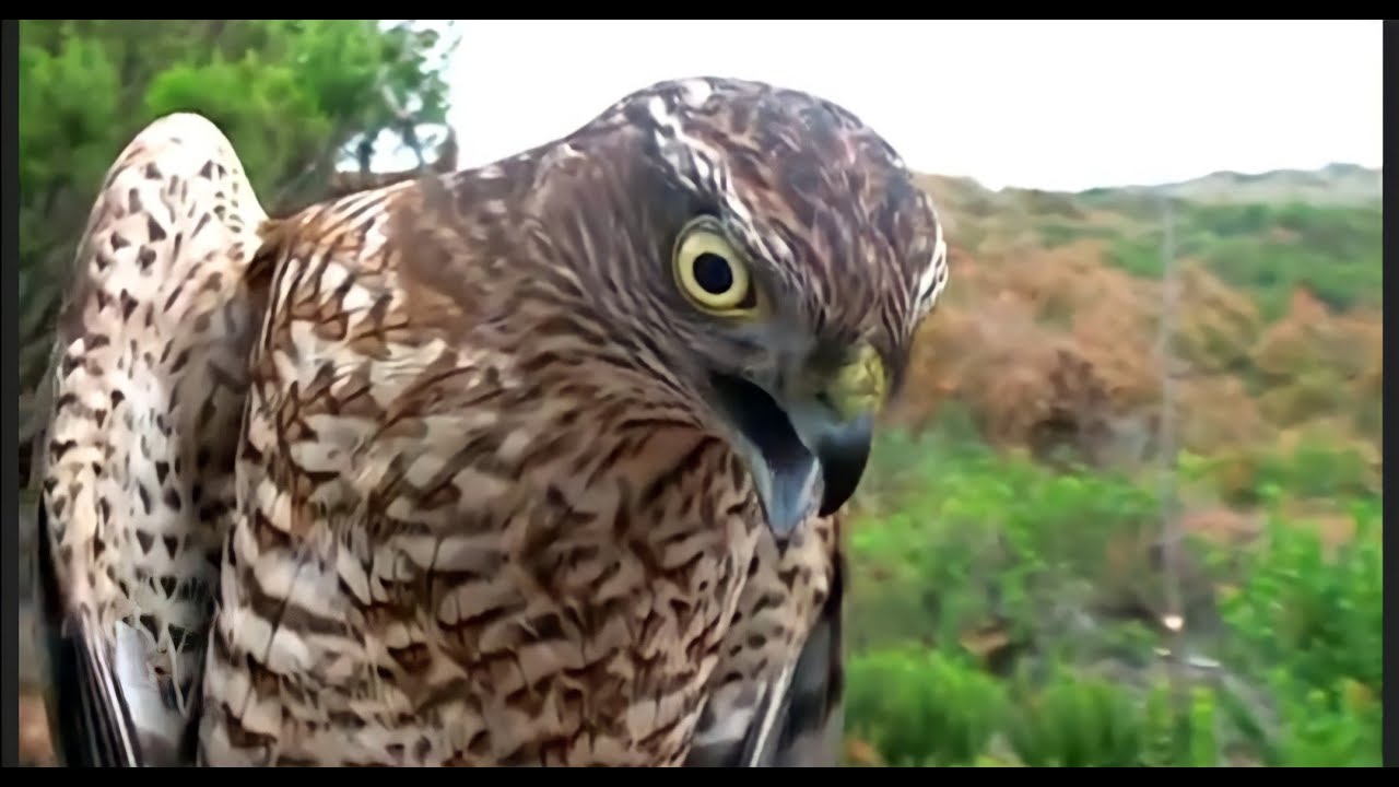 ATMACA SİFTERİ HAWK BİRD