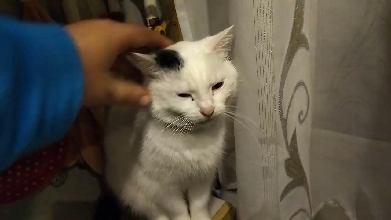 Cat flirts with the cat. Video about Cats😺