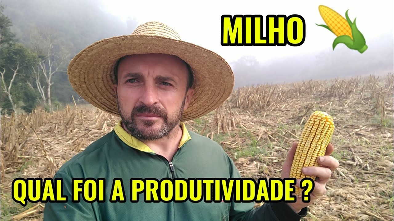 🌽 VAMOS FALAR DE PRODUTIVIDADE? MILHO SAFRA 25/26