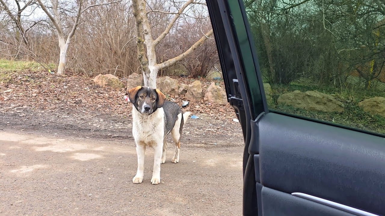 His Eyes Stopped Us… We Couldn’t Drive Away