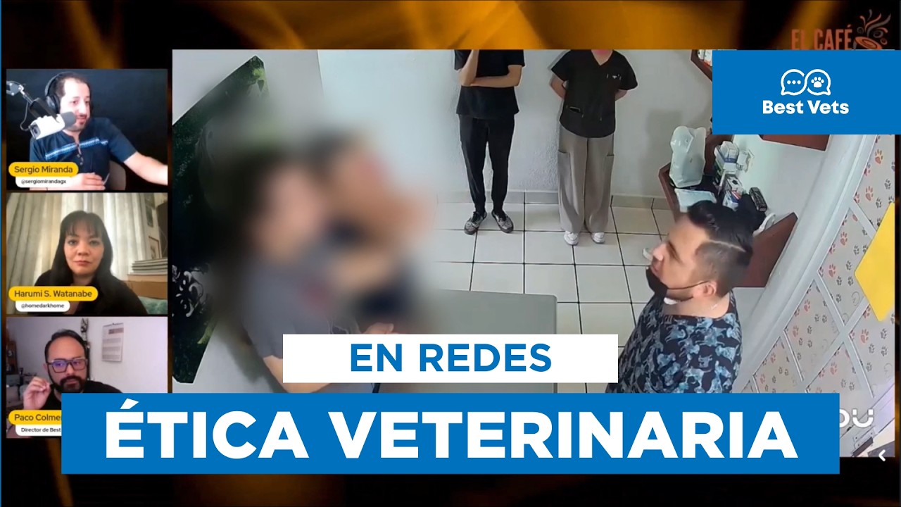 En redes, ética veterinaria: autorregulación y responsabilidad profesional | Best Vets