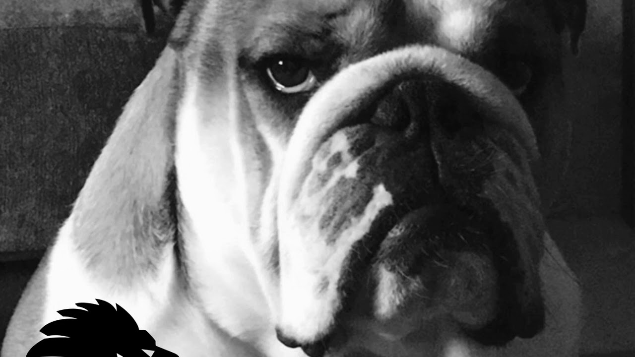 Alan Fitzpatrick - Magnetic Dog (FULL TRACK)