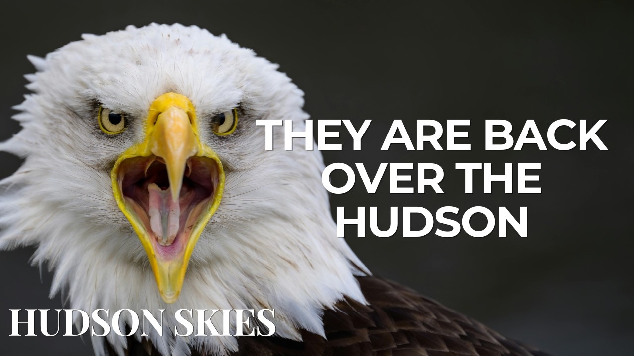 They Almost Disappeared… Now Bald Eagles Rule the Hudson Skies Again