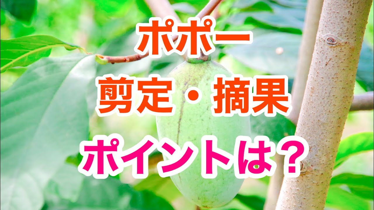 ポポー剪定・摘果ポイント