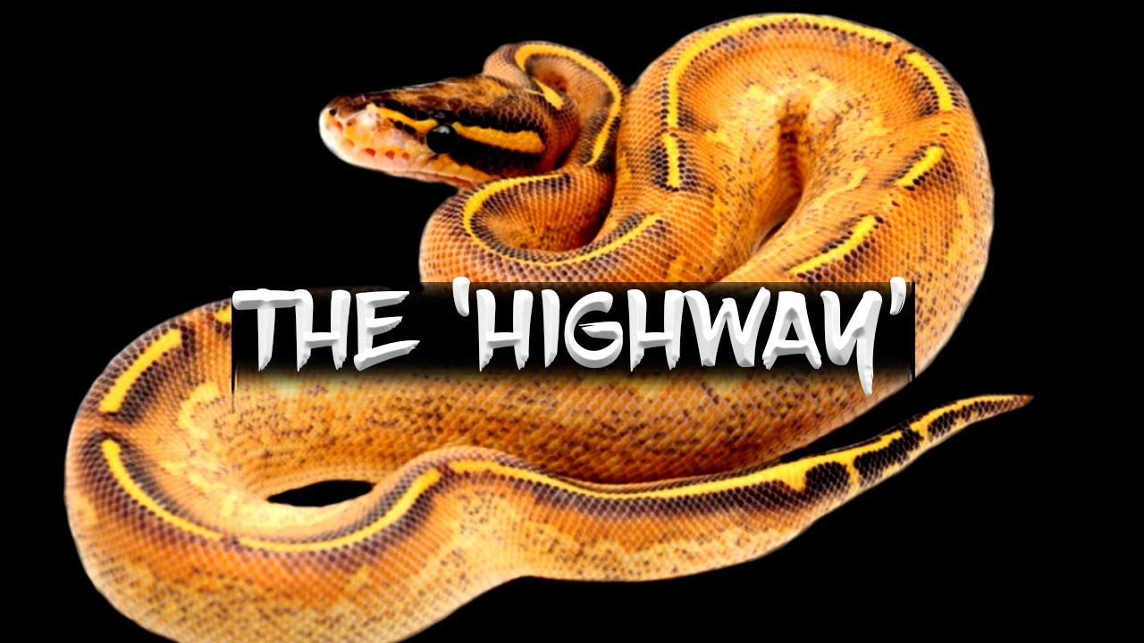 The 'Highway' Ball Python