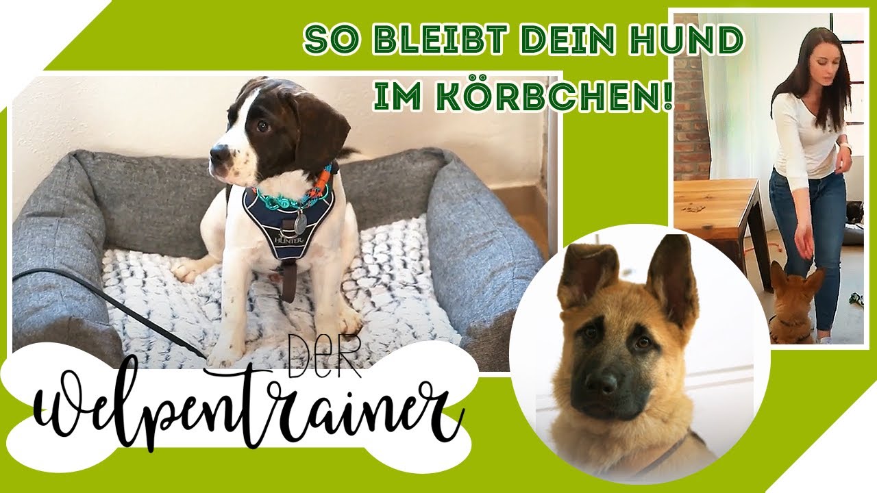 So bleiben auch ungestüme Welpen im Körbchen! 🐶⚡ | Der Welpentrainer | sixx