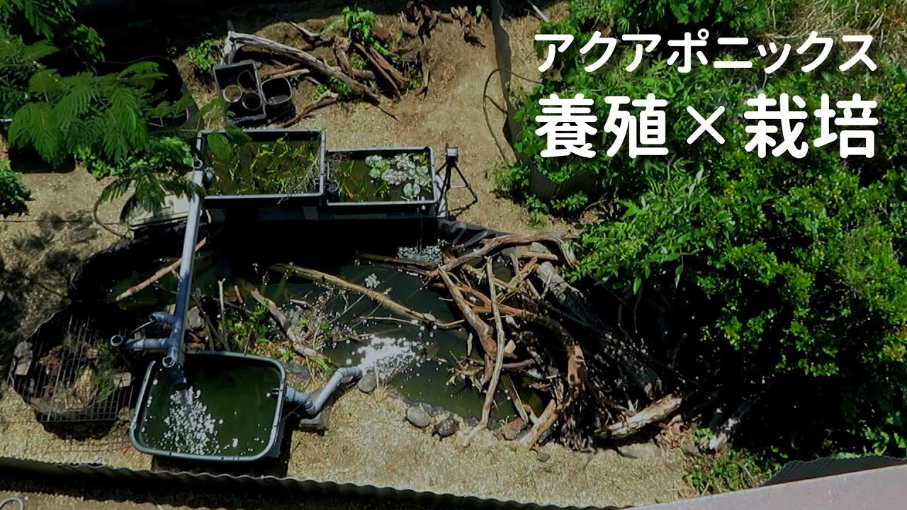アクアポニックスで成果を出す秘訣は〇〇の明確化です