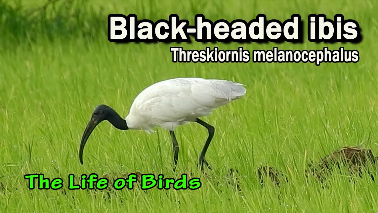 The Life of Birds | Black-headed ibis | Threskiornis melanocephalus