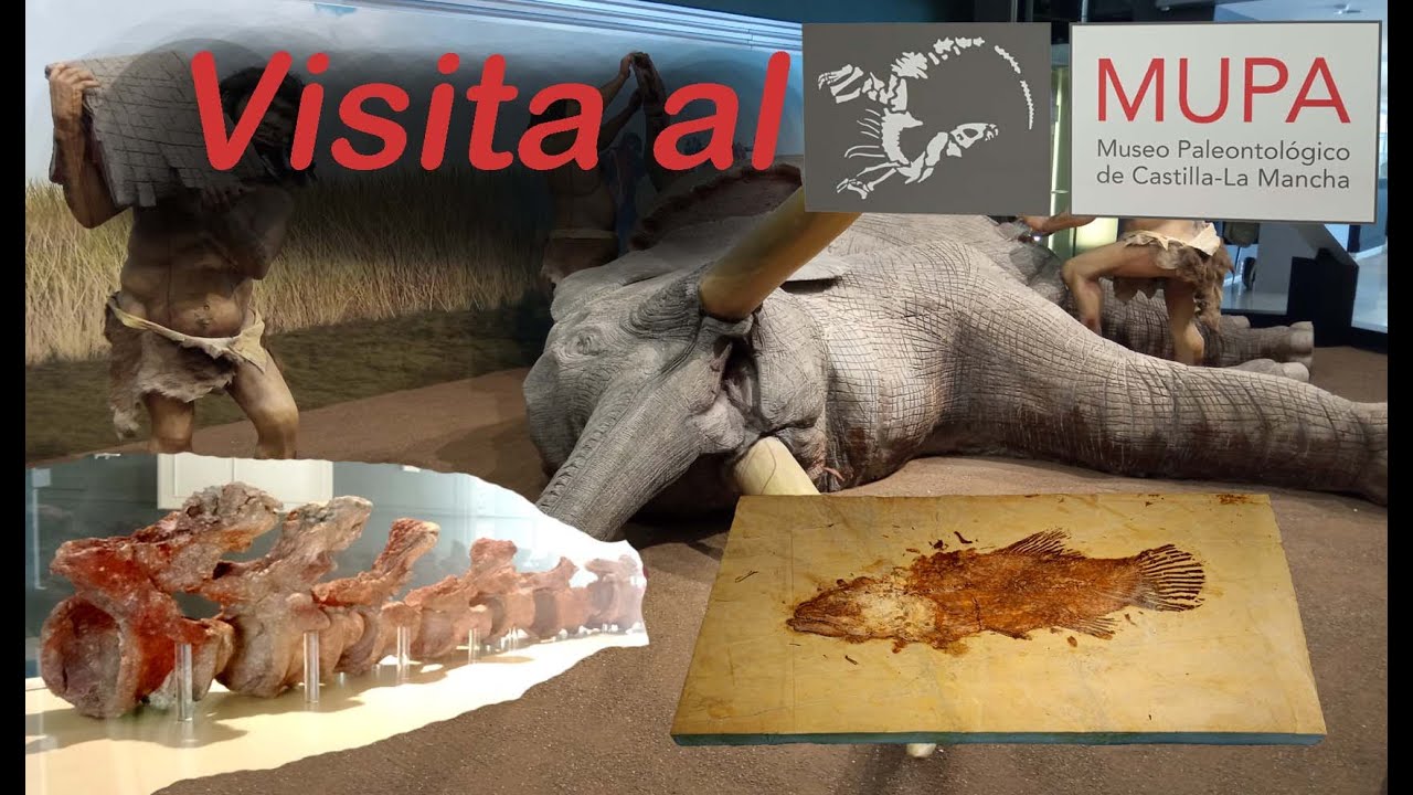 Museo Paleontológico Castilla la Mancha, Cuenca.