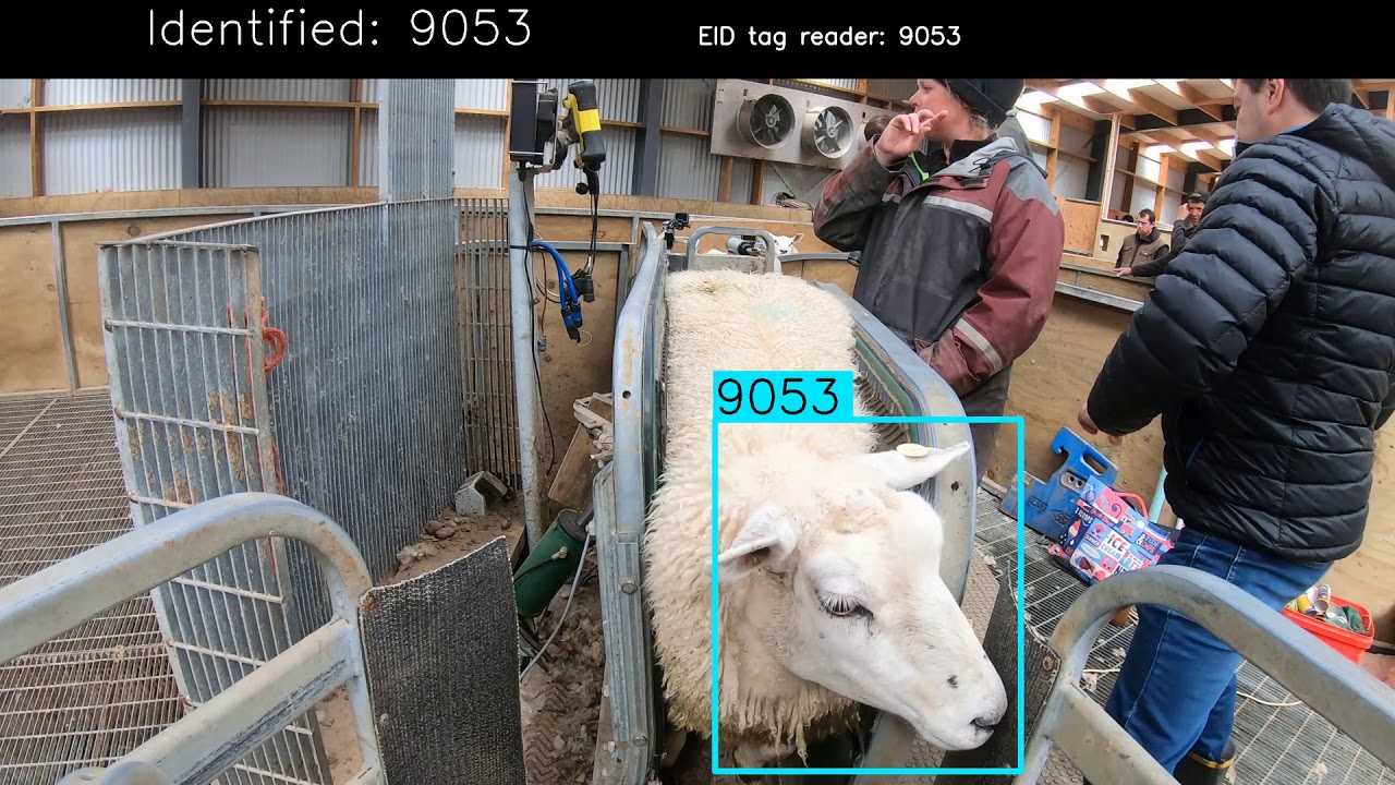 SheepNN: animal ID using facial recognition, traceability and animal welfare monitoring using AI