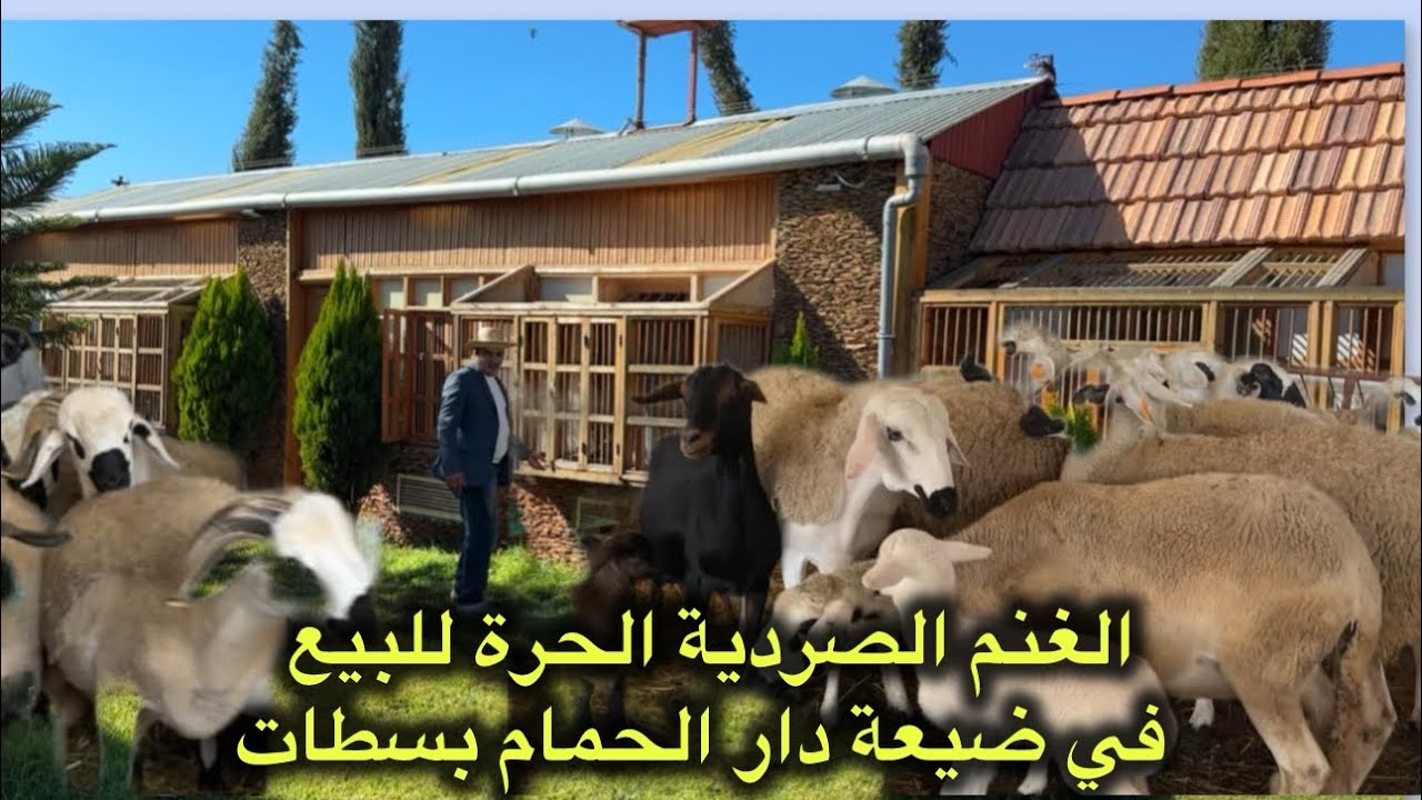 خويا المغربي الجودة 🇲🇦 في الغنم 🐑 الصردية الحرة للبيع عند المهدي المزابي بإقليم سطات