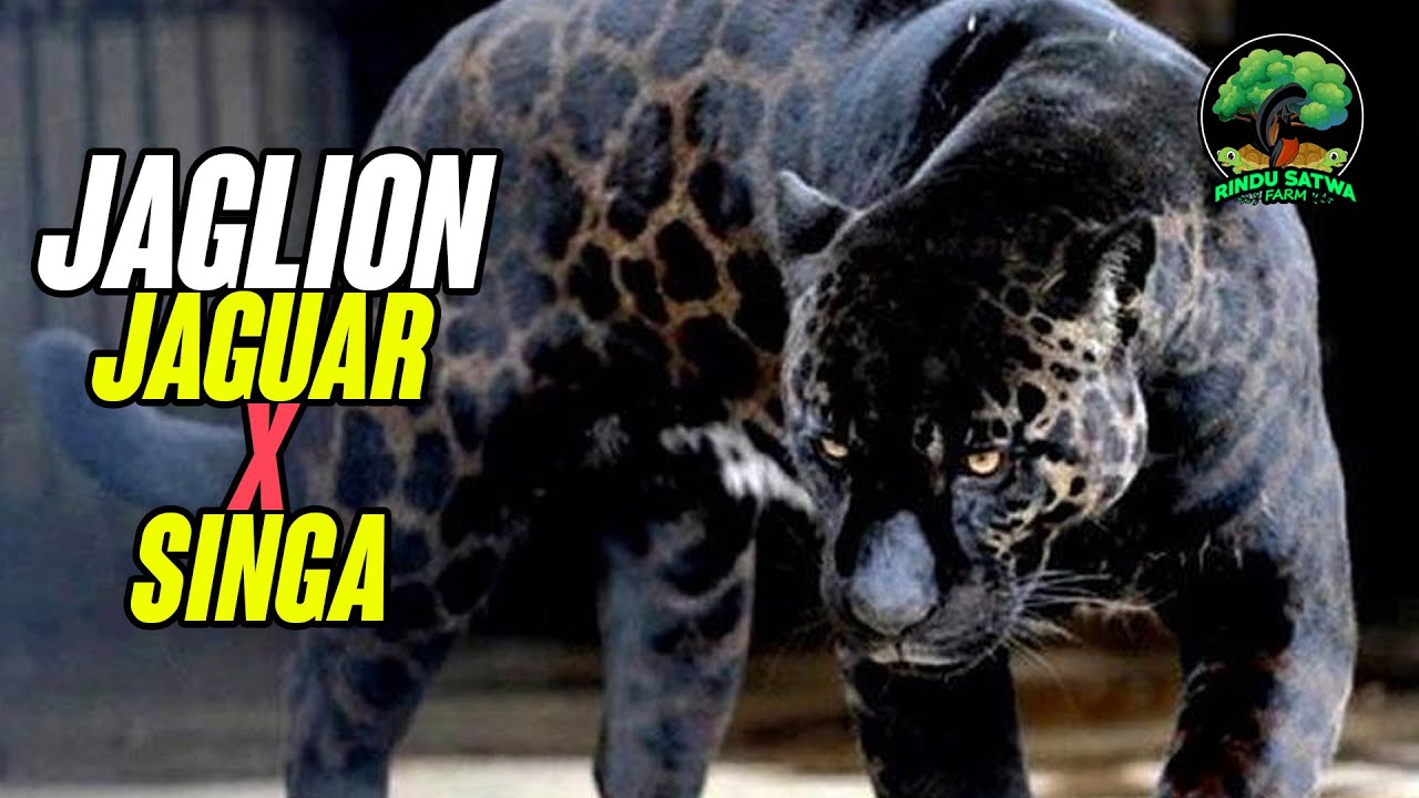 Jaglion, Hewan Kawin Silang Jaguar dan Singa