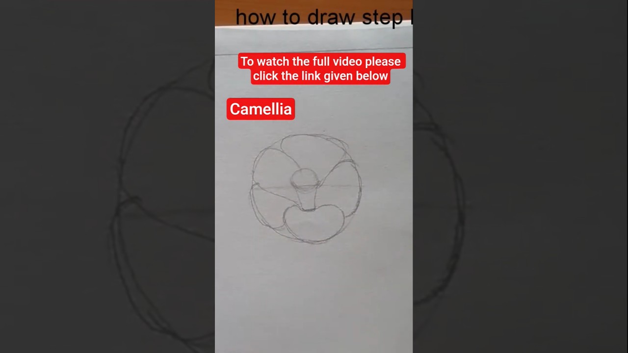 Step by step drawing of Camellia flower, YouTube shorts, @howtodrawstepbystep