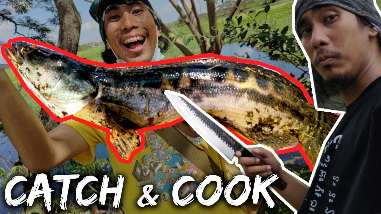 How To Catch and Cook Toman / Giant Snakehead | Top Water Action