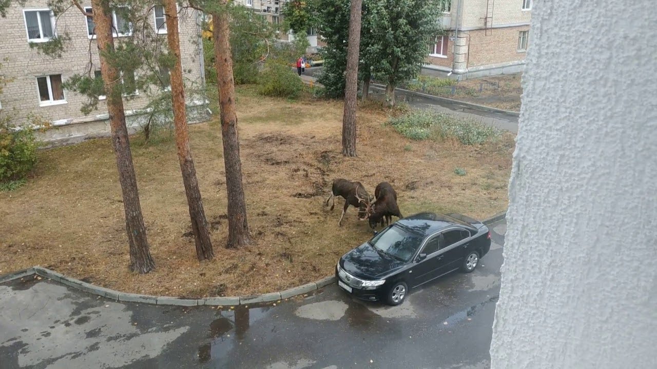 Moose Battle in the Yard || ViralHog