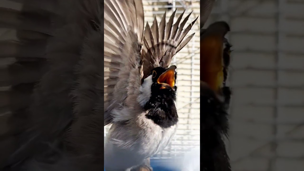 بلبل طك جناح