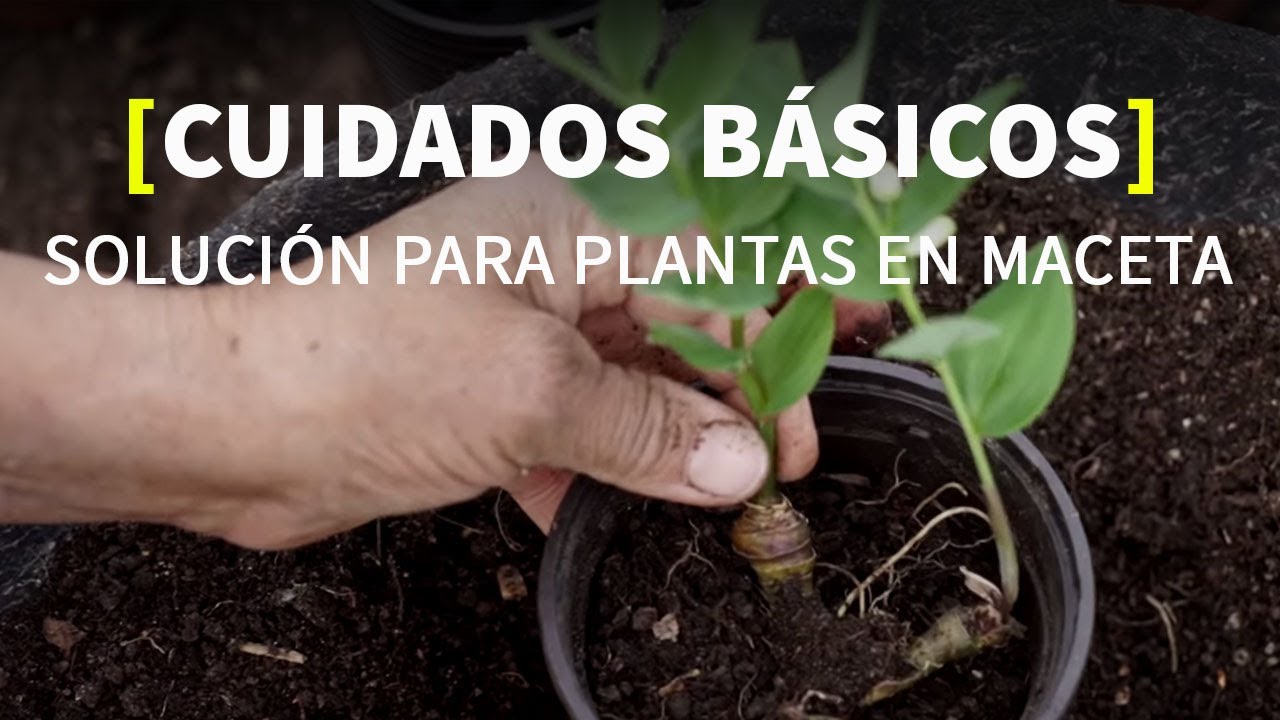 CUIDAR y REPRODUCIR ✂️🌿plantas en macetas [ERRORES y CONSEJOS] por Adalú