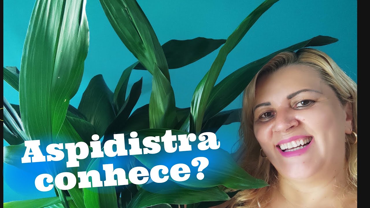 Aspidistra conhece? nesse v&iacute;deo falo tudo sobre essa novidade aqui no meu jardim - vem conhecer