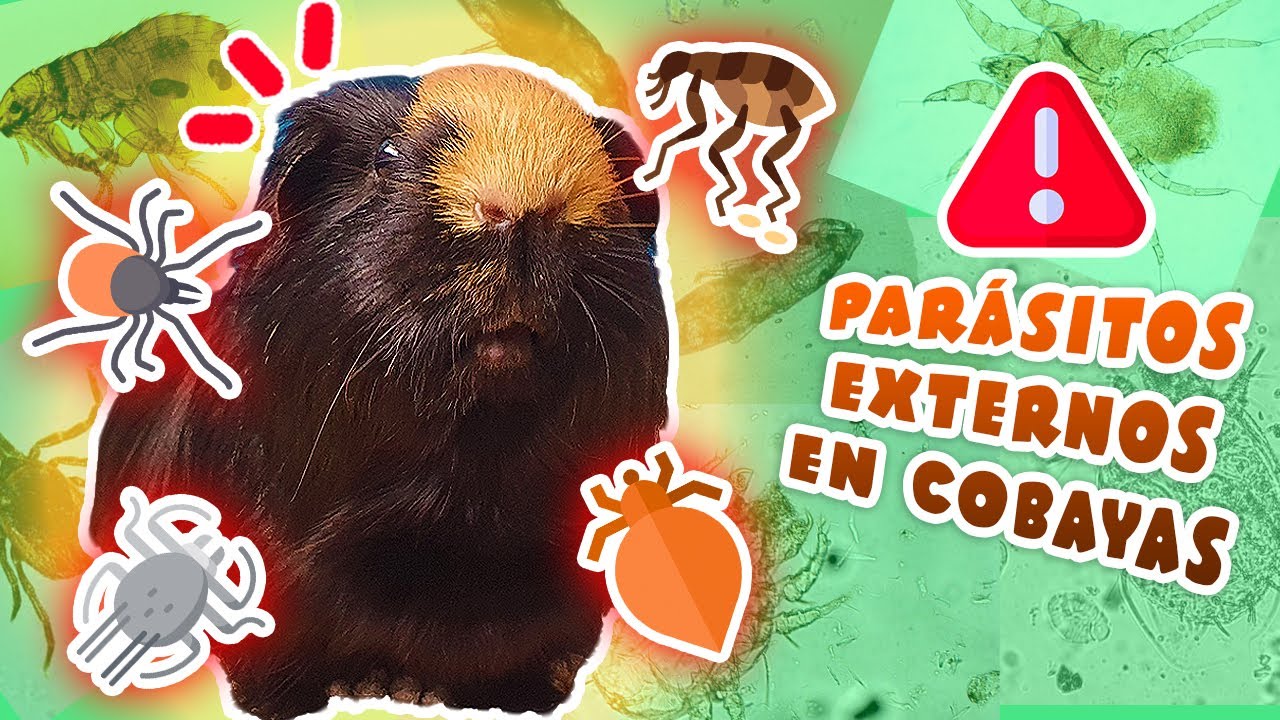 🕷️ PARÁSITOS EXTERNOS en COBAYAS / CUYOS / CUYES 🐜 Ácaros, sarna, piojos, pulgas y garrapatas ⚠️❗