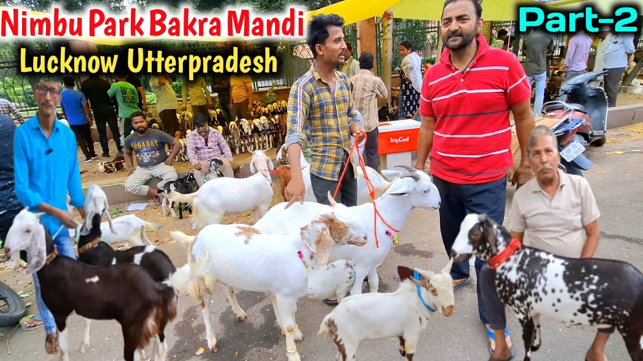 आज मंडी में आये शानदार बकरे |Part-2 |Lucknow Bakra Mandi Nimbu Park |Bakra Eid