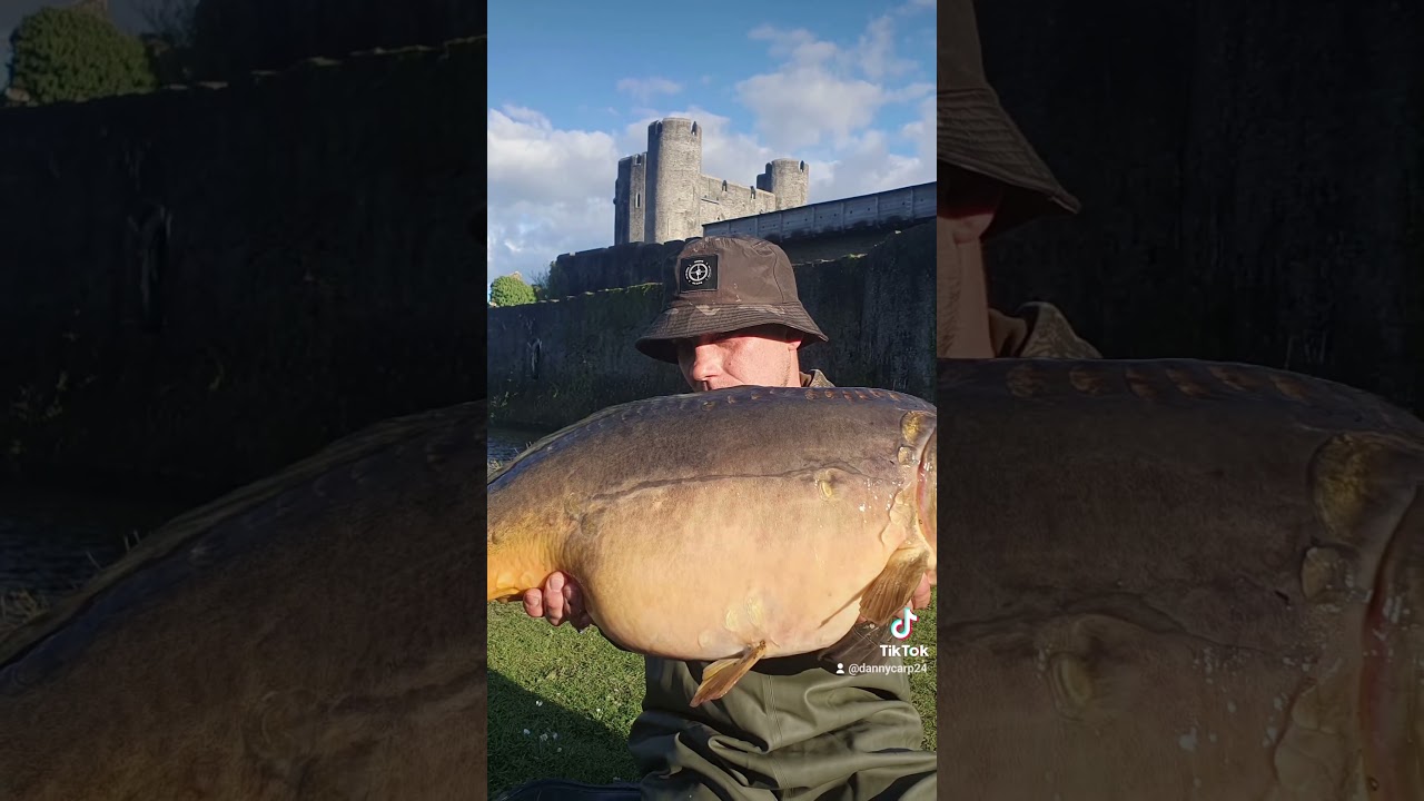 CAERPHILLY MOAT MIRRORCARP👀🏰💥#cardiffcitycarper #fishing #probaitsuk #carpfishing