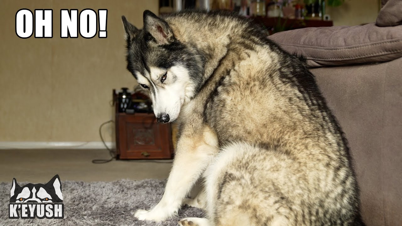Sad Husky Thinks We’ve Ran Out Of Biscuits!