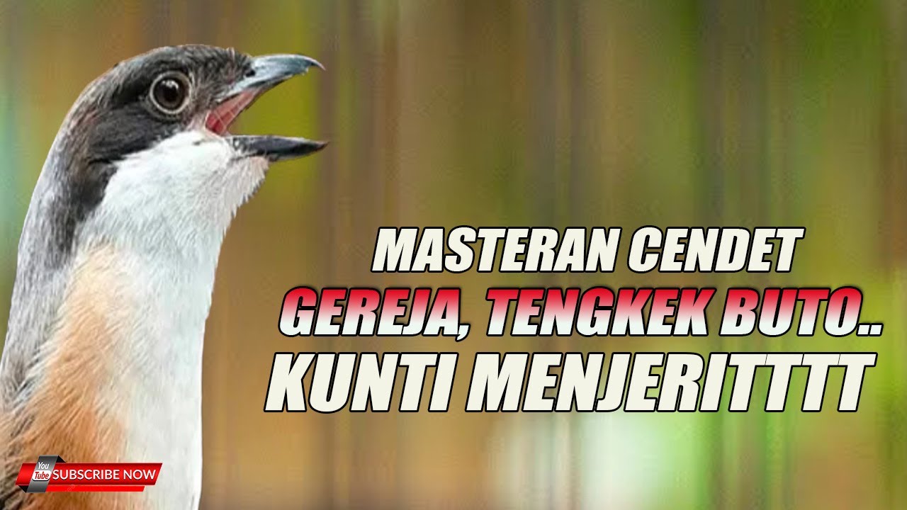 MASTERAN CENDET DENGAN MATERI PALING LARIS SAAT INI COCOK UNTUK BURUNG LOMBA