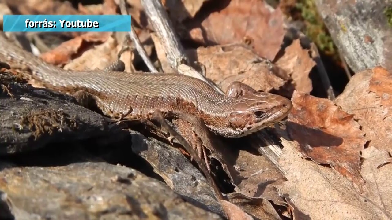 Zöldközelben: Az év hüllője 2018-ban az elevenszülő gyík (2018.02.19.)