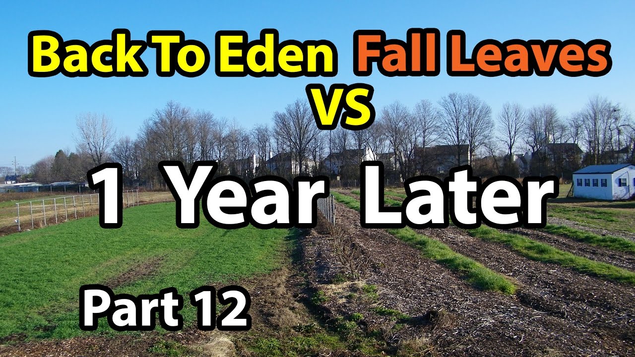Back to Eden Gardening Method  Soil 101 with Wood Chips vs Leaves Composting G. Series # 12