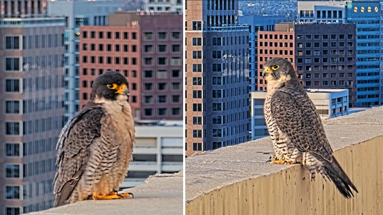 San Jose CH Falcons🪽Hartley & Monty Display Every Courtship Behavior Known to Falcons💞 2026 Feb 22