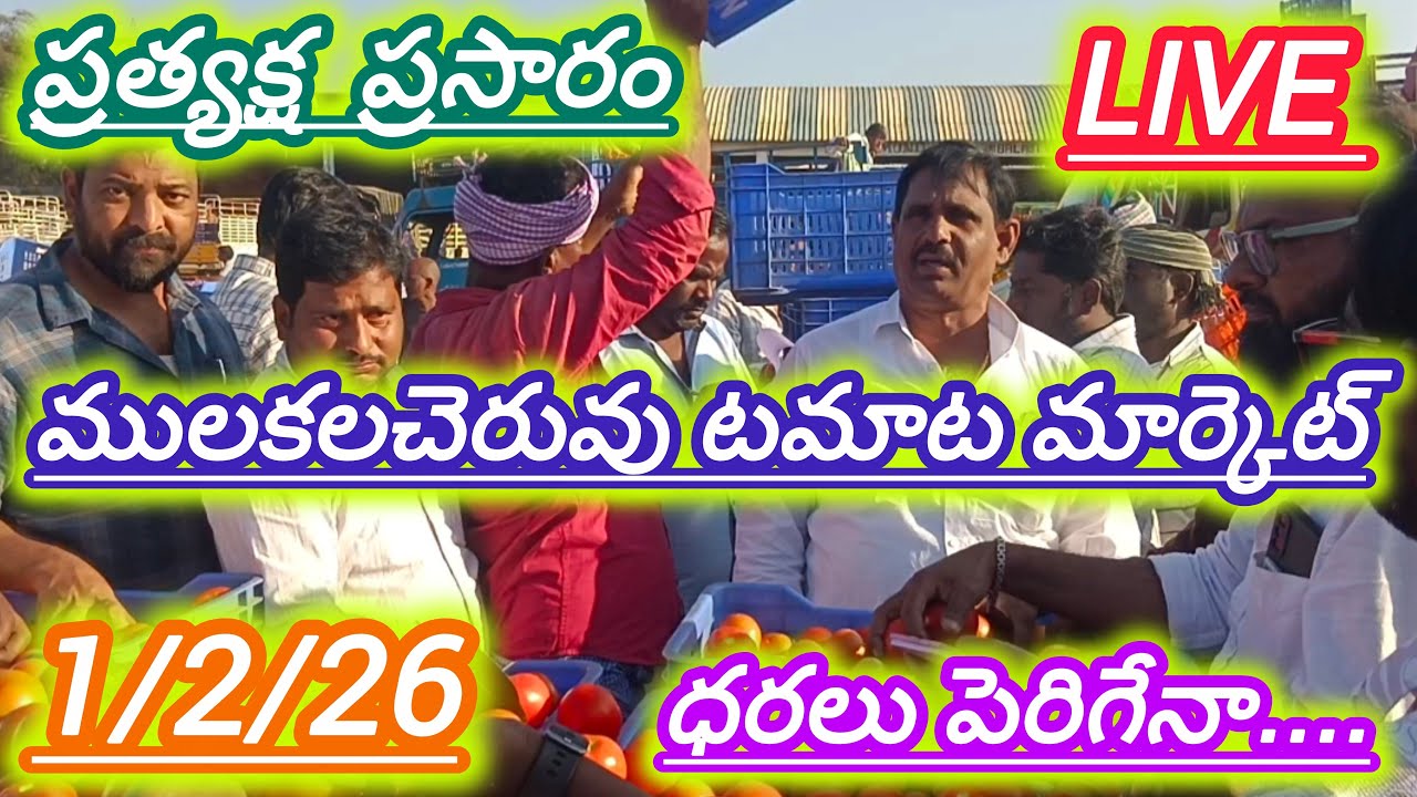 1/2/26 mulakalacheruvu tomato market price today 🍅 #todaytomatorate #crkvodeos16