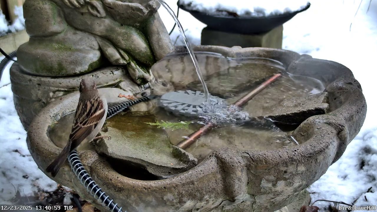 2025DEC23 Dark-eyed Juncos and House Sparrows - Juncos ardoisés et moineaux domestiques