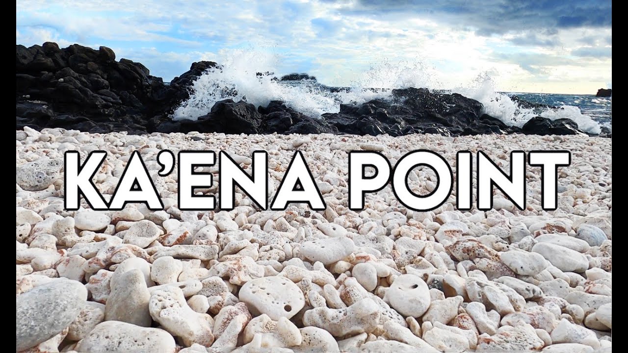 Hawaiian Monk Seals and Albatross on Ka'ena Point Trail | Best Hikes on Oahu | HAWAII Hiking