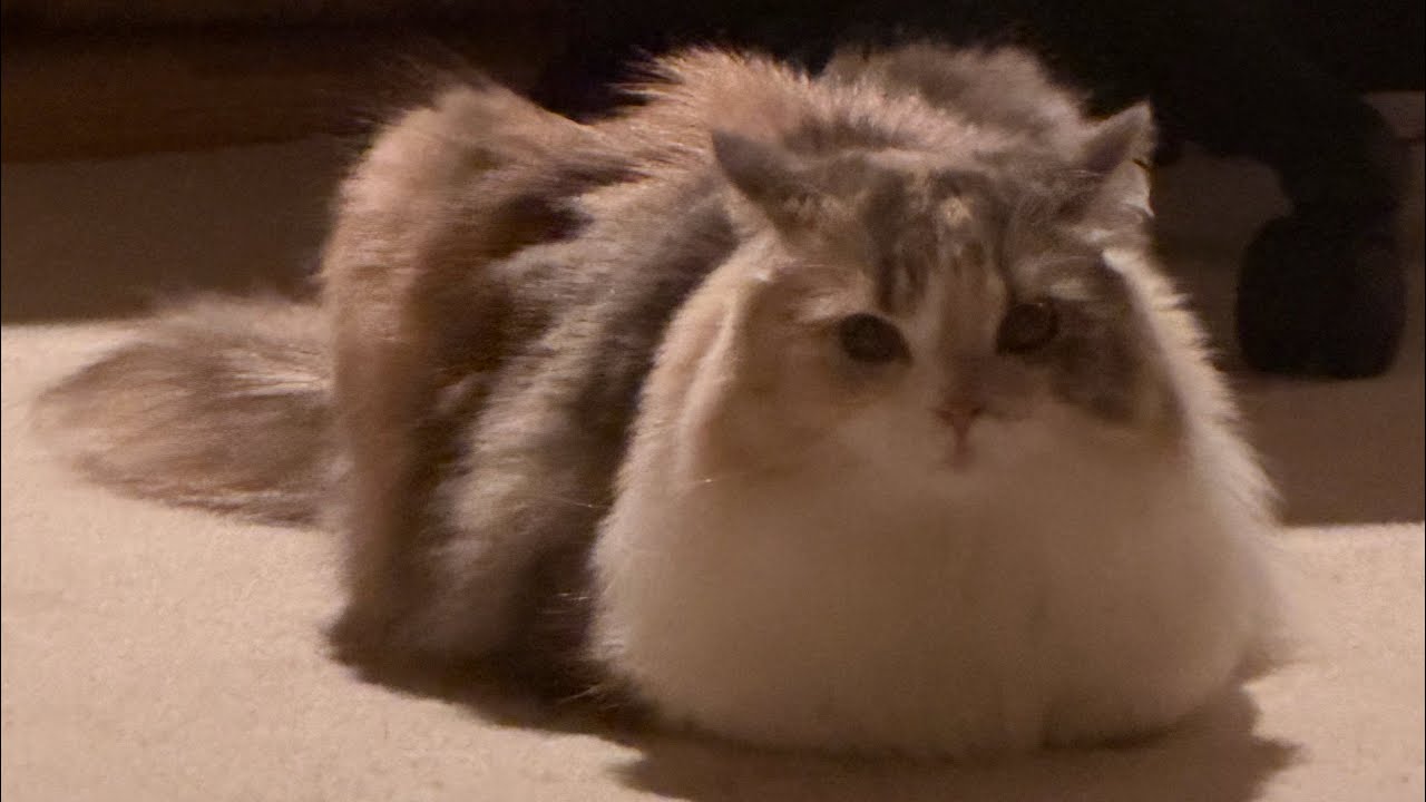 今日のウニちゃん【癒し動画】スコティッシュフォールド【猫】