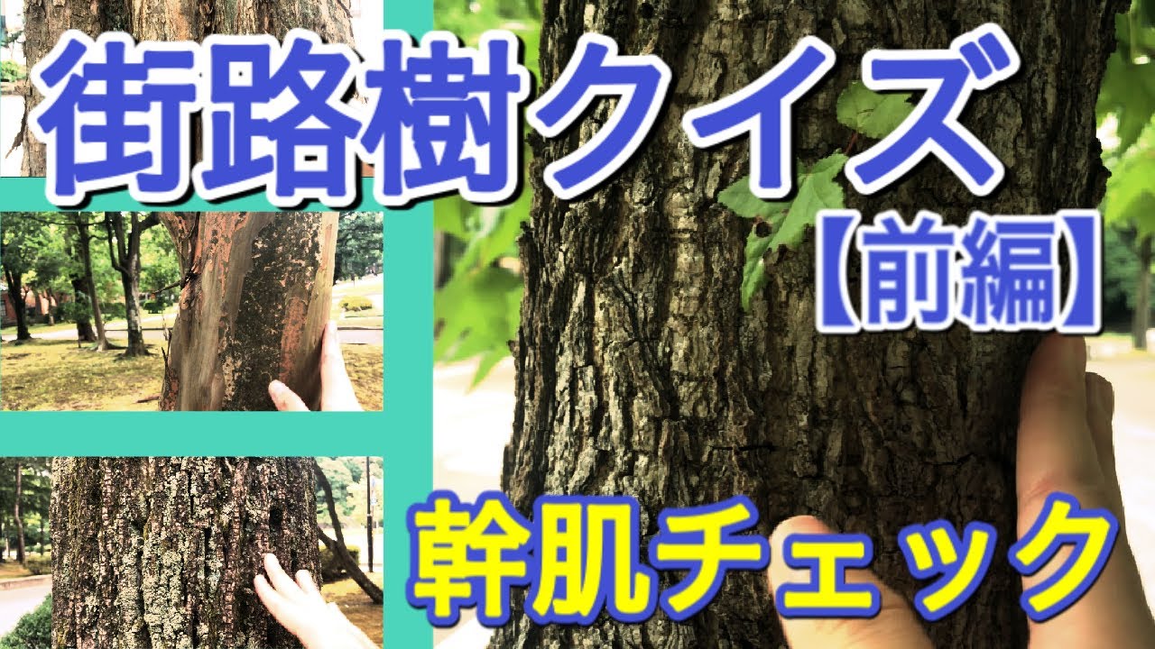 あなたは何本わかる？【街路樹クイズ　前編】身近な植物 形、葉っぱ、幹肌チェックしています