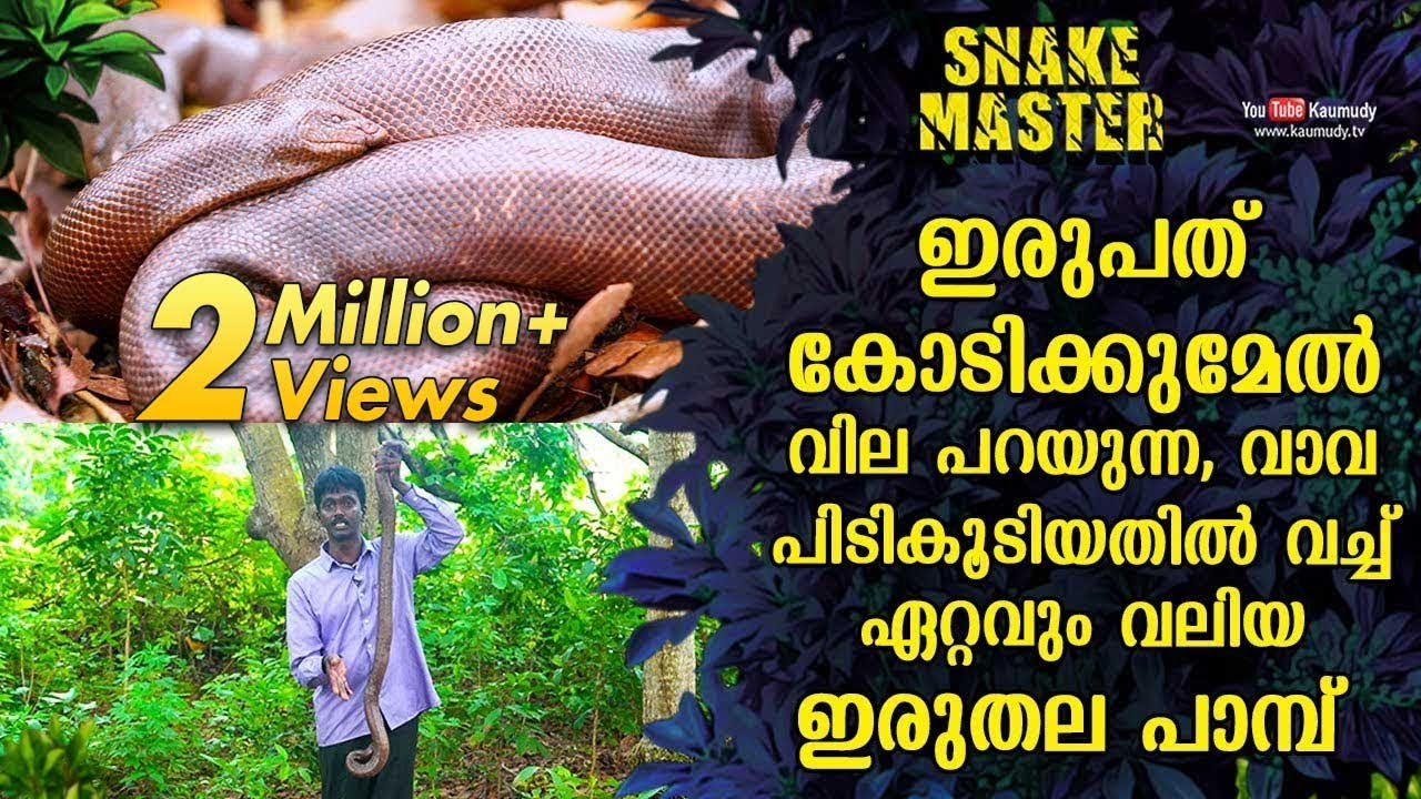 ഇരുപത് കോടിക്കുമേൽ വില പറയുന്ന,വാവ പിടികൂടിയതിൽ വച്ച് ഏറ്റവും വലിയ ഇരുതല പാമ്പ് | Snakemaster EP 502