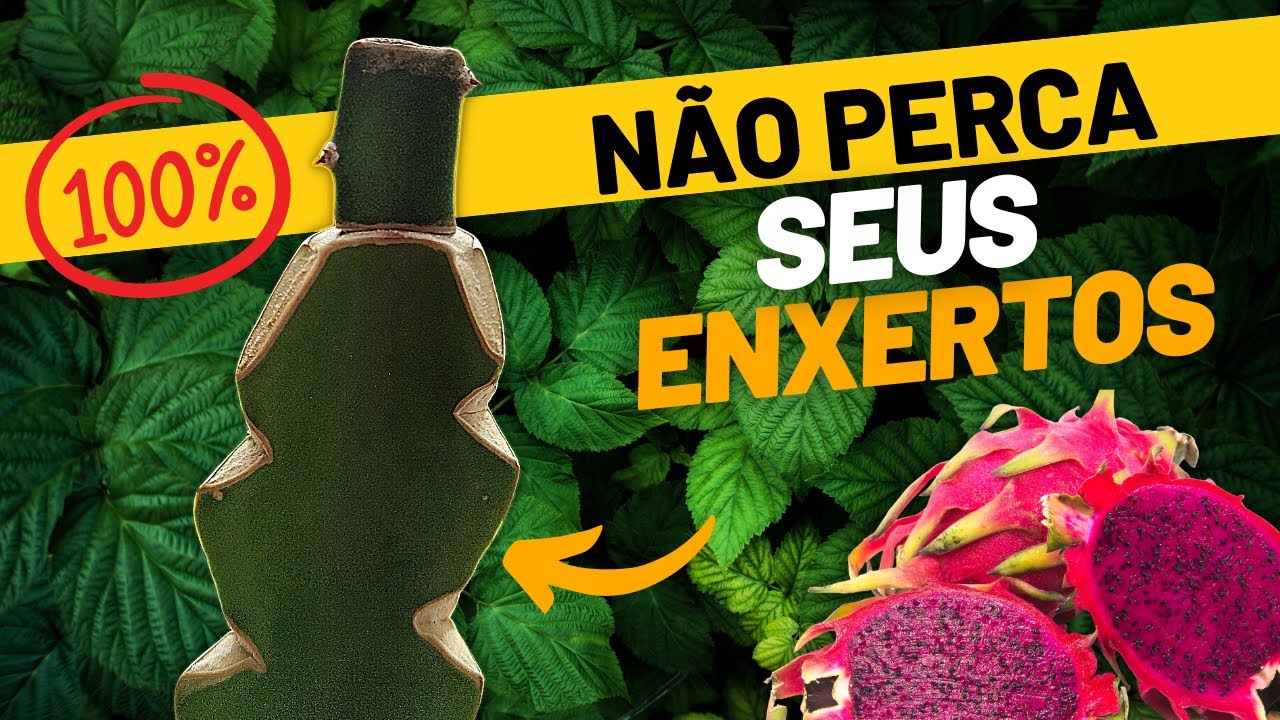 ESSA TÉCNICA vai fazer TODOS seus ENXERTOS de PITAYA PEGAREM!!!
