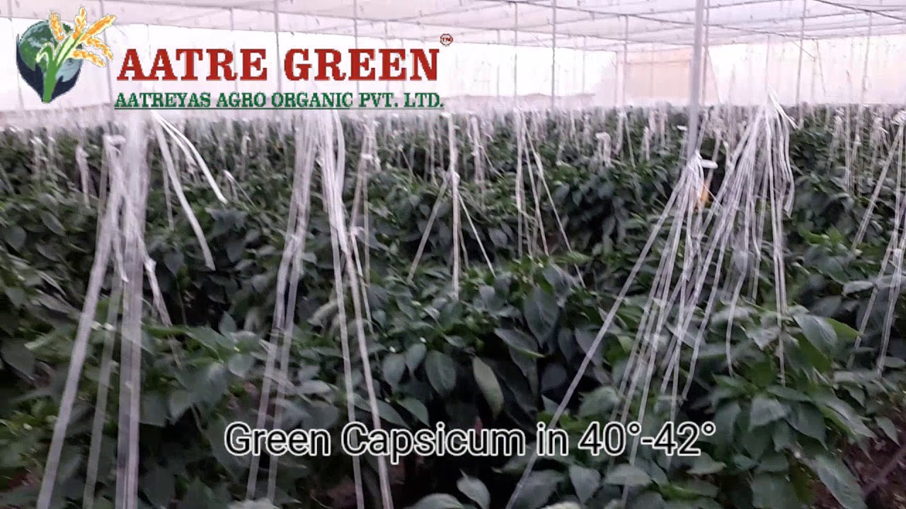Capsicum under Flat Nethouse |AATRE GREEN|