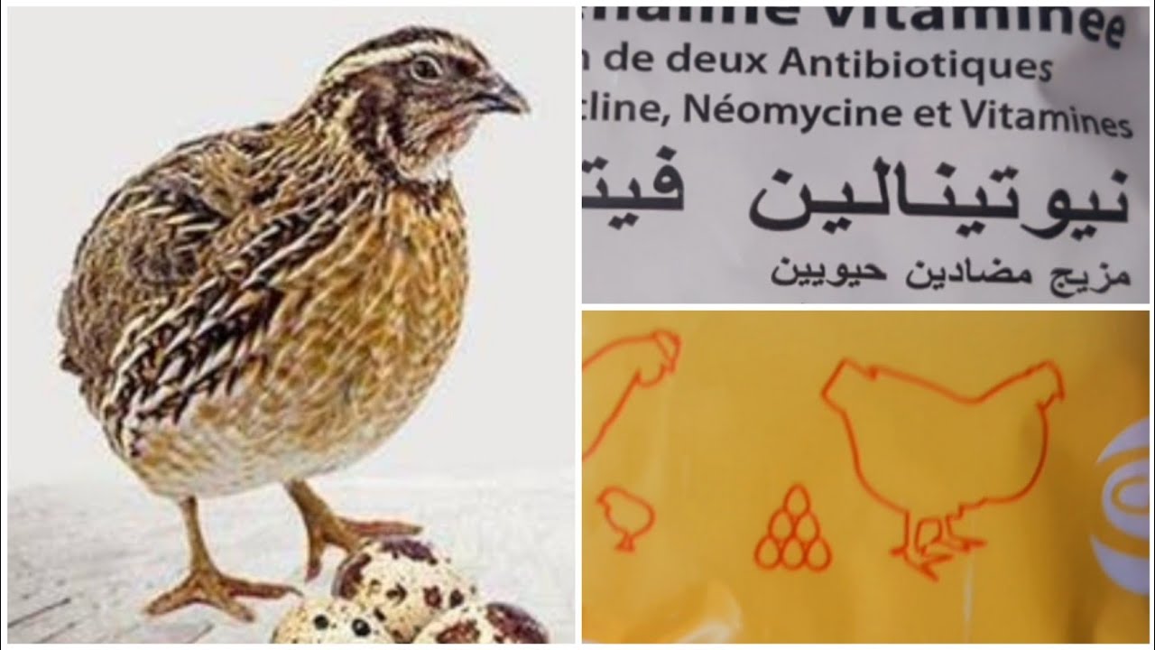 الحل النهائي لمشكلة نقص إنتاج البيض عند السمان.