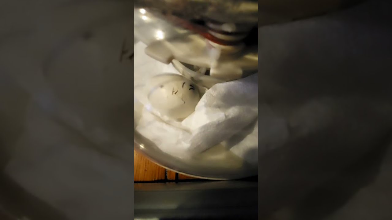 Baby chicken hatching. 