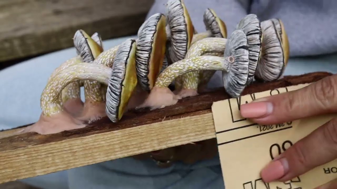 Realistic Mushroom Wall Decor For Your Home | Polymer Clay and Wood