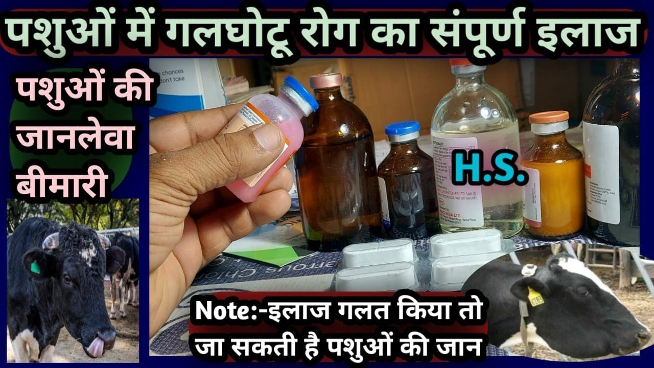 पशुओं में गलघोटू रोग का संपूर्ण इलाज||(H.S.)Hemorrhagic Septicemia in Animals Treatment👉