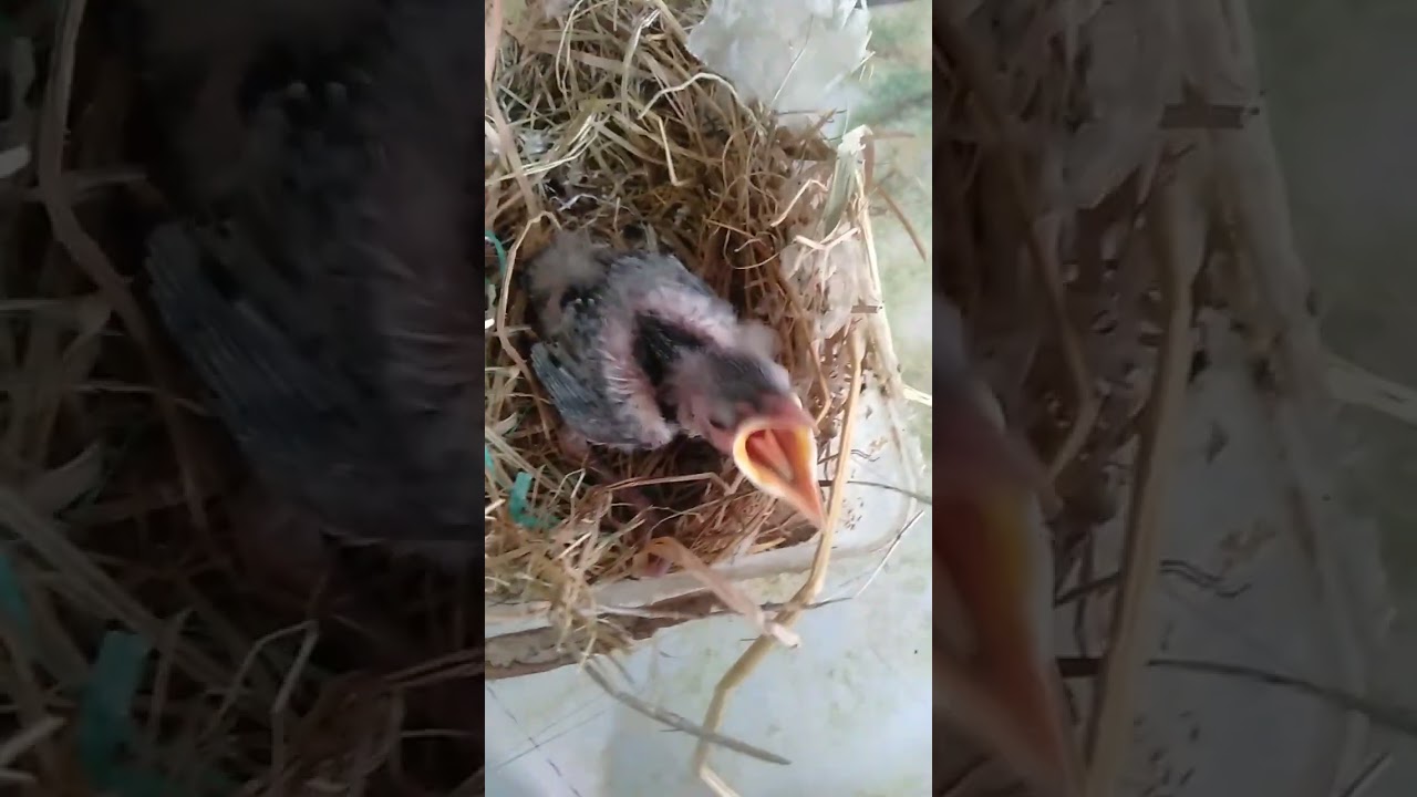 meloloh anak jalak uret