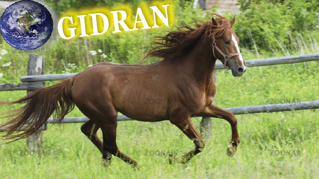 TOP Beautiful Gidran Horse in the World!