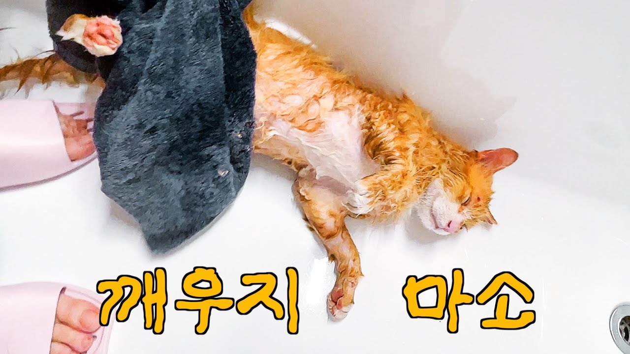 살다 살다 목욕하고 뻗어 자는 고양이 첨 봄ㅋㅋㅋ