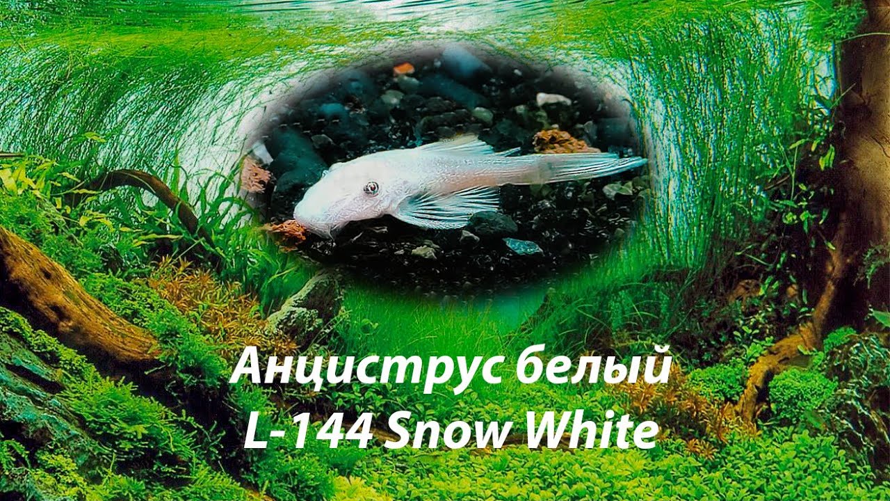 Анциструс белый (снежок) / L-144 Snow White